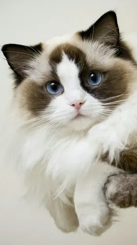 布偶猫 - 堆糖,美图壁纸兴趣社区