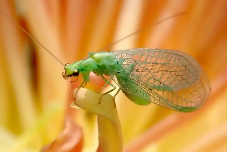 【首发】微拍——草蛉