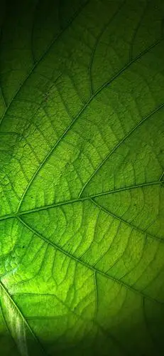 壁纸丨no.57期丨绿色护眼 让你的眼睛做一个深呼吸