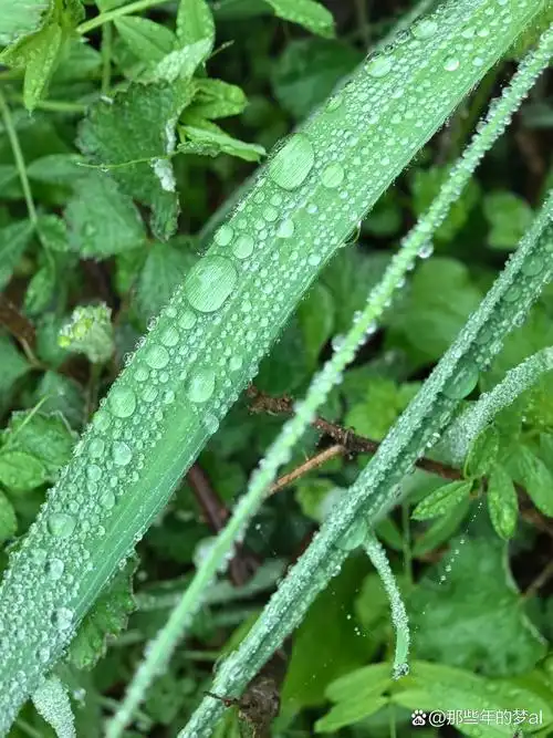 水珠挂叶间,清新又自然  早晨的露珠,静静地躺在绿叶之上,晶莹剔透