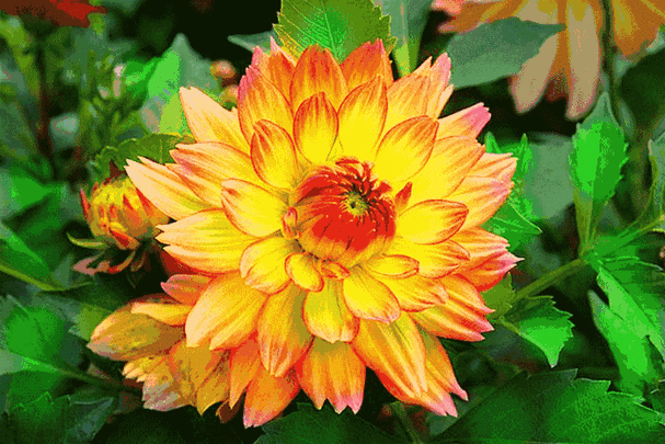 愿母亲像这变色花一样.