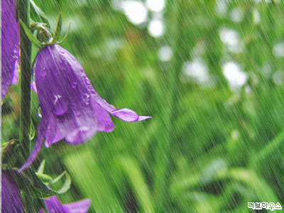 精美的gif动态雨中花卉文章插图之五