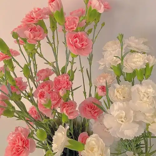 唯美舒心的朋友圈花朵景色背景图愿心存美好心境自然美