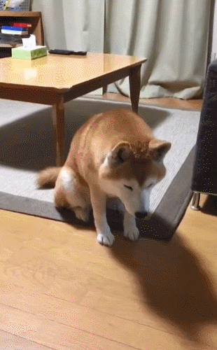 310_500竖版 竖屏gif 动态图 动图