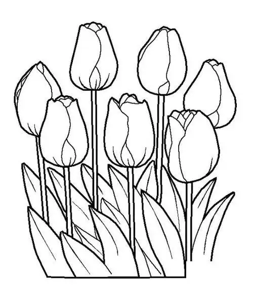 蔬菜简笔画 简单好看的郁金香简笔画 郁金香  郁金香的花是倒卯长圆形