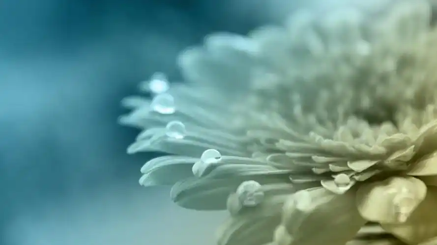 分享一组唯美好看的花卉图片壁纸给大家,想要更多高清桌面壁纸,关注美