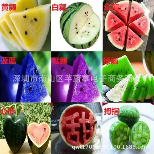 水果种子 西瓜种子 黄瓤/白瓤/红瓤/蓝瓤/拇指西瓜 超甜黑皮西瓜