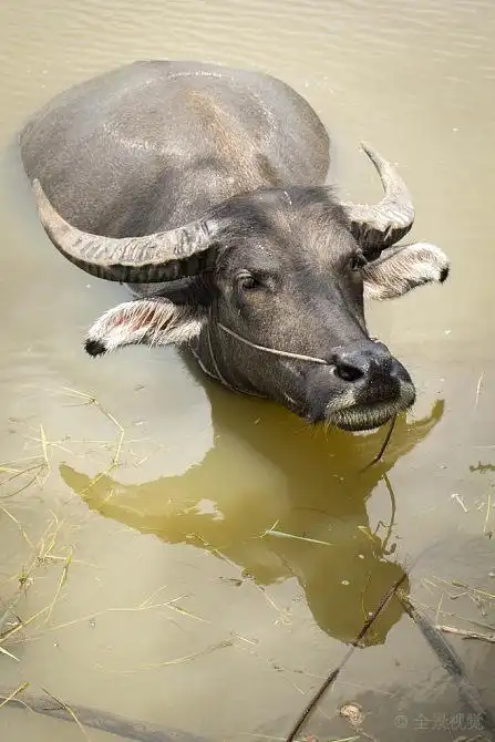水牛图片_水牛图片素材_水牛图片大全_水牛高清图片_全景视觉