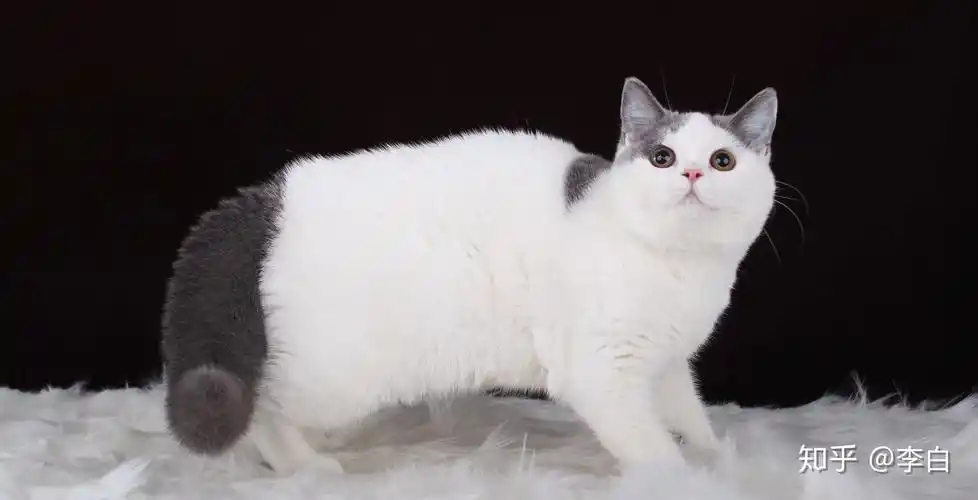 请帮我看看这只英短蓝白值多少