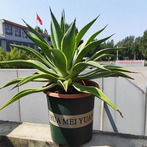 金边龙舌兰多肉植物阳台庭院容易养护办公桌绿植净化空气防辐射【5天