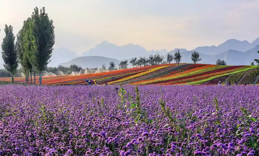 秋月圆时好梦圆 写美篇狼牙山下的西山北乡有万亩田园花海
