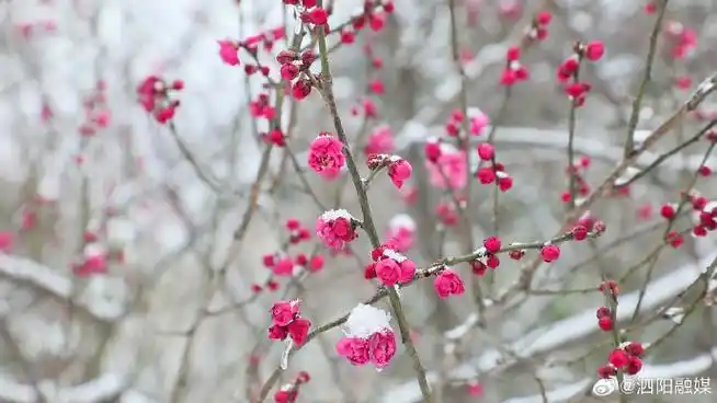 在银装素裹的世界里,泗水河公园的梅花悄然绽放,披上了"雪衣",雪中