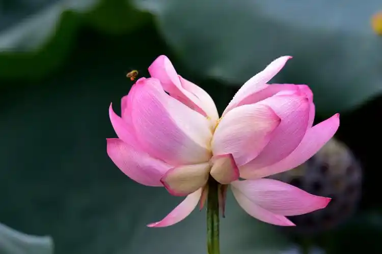 2020~一年一度的荷花盛宴—佛山顺德顺峰山公园