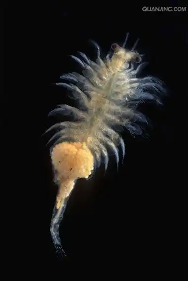 p>卤虫(brine shrimp)也称盐水 a>丰年虫 /a>.
