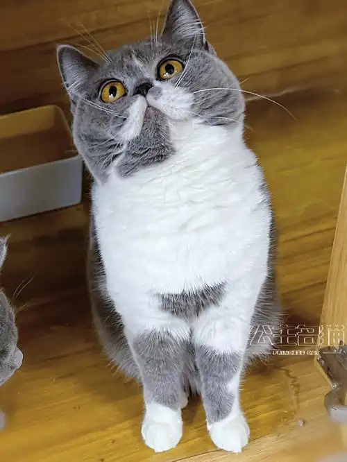 英短蓝白妹妹93变胖的速度有点快09#蓝白  #济南猫舍  #济南公主