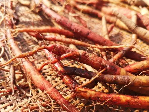 丹参的花像张口的鹰嘴,有肥厚的根茎,农村常用来泡酒,炖汤