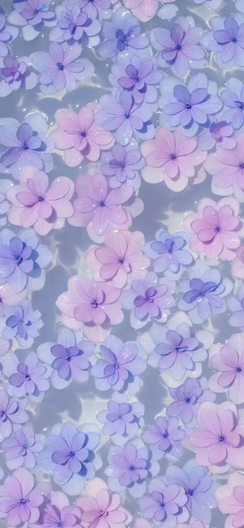 园艺##绣球花##天狼家壁纸#狼家高清壁纸更新【花手鞠】下载前,点 ""