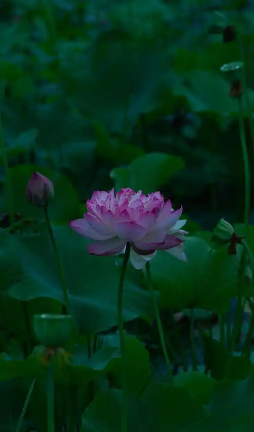 池塘里漂亮的荷花