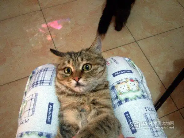 【重发】英短 狸花串,茶红与黑褐色相间,英姿飒爽的6月大俊男找领养啦