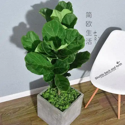 琴叶榕植物盆栽大型办公北欧室内家居绿植网红植物吸甲醛橡皮树
