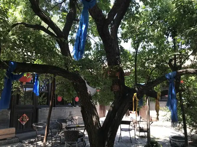 原创它是西北地区寺庙的"菩提树",塔尔寺的守护神,正是鲜花盛开时