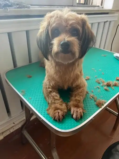 吃人的绵羊在狂欢 无辜的生命在逃窜 #为小狗发声 - 抖音