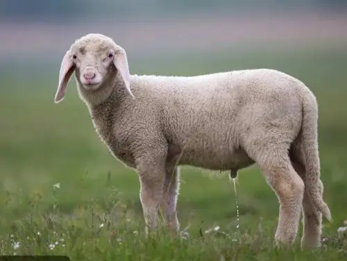 【原创】一只羊在叫