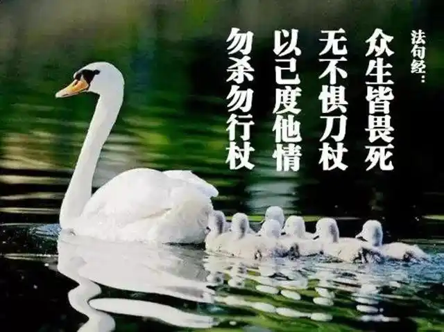 一名厨师的忏悔我宁死也绝不再杀生