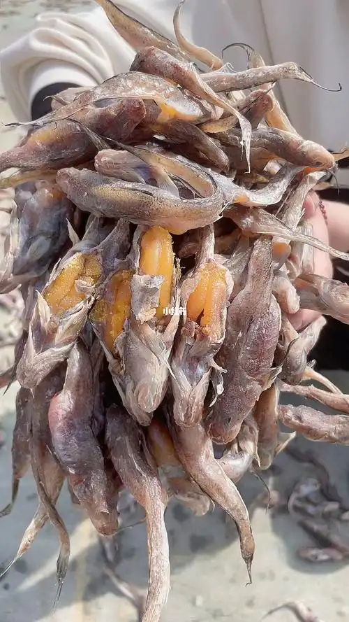 春天一定不要错过的籽鱼