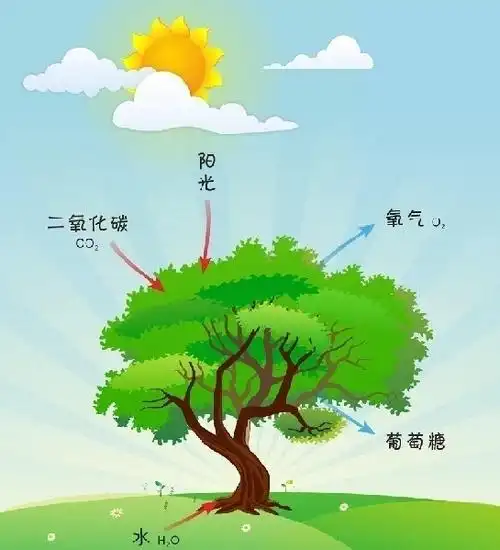 二氧化碳浓度增加会强化植物光合作用