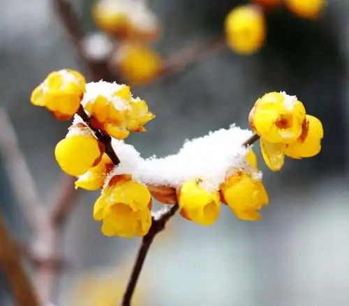 我爱早春的雪,更爱雪中开放的梅花,雪压不弯的傲骨.