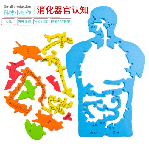 eva科技小制作内脏拼图模型科学实验认知大号人体器官diy消化系统