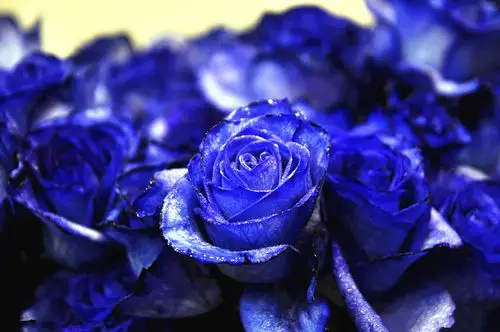 蓝色玫瑰花壁纸_妖艳迷人的蓝色妖姬