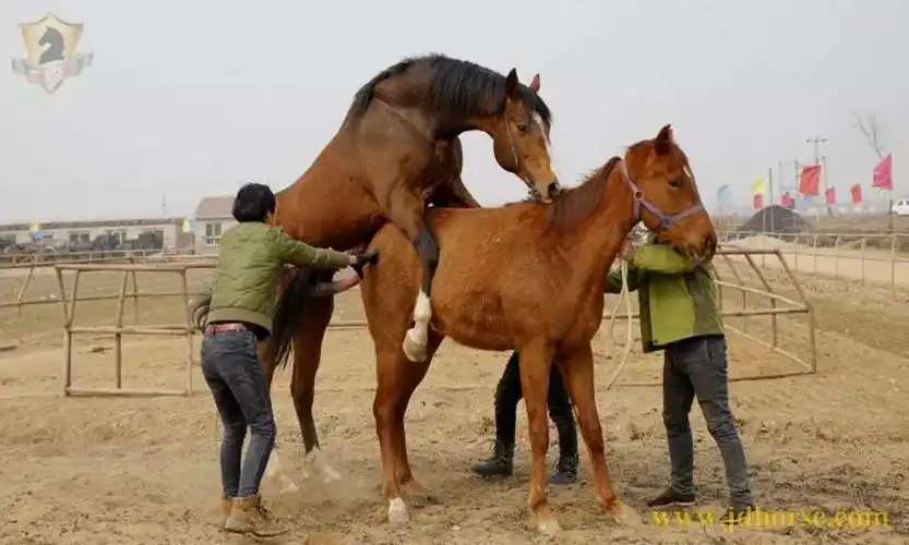 纯血马繁育基地——河北唐山龙骏马业