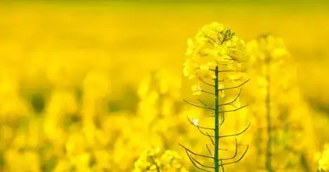 图片_上下组合_下划线_直角梯形_暗绿色_切角_文章样式模板素材库_速