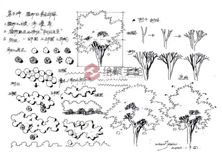 景观植物手绘画法