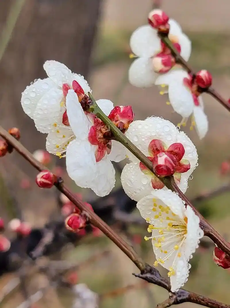 梅花香自苦寒来#唯美意境 #清雅如你 #小清新治愈系 - 抖音