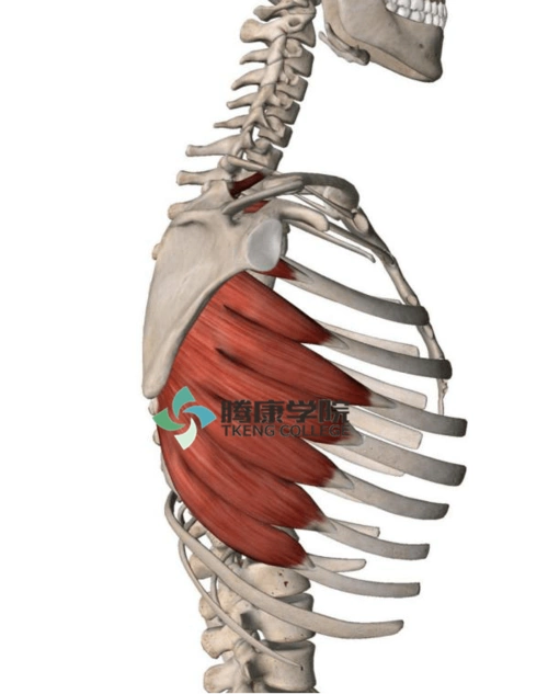 肌的开关|前锯肌