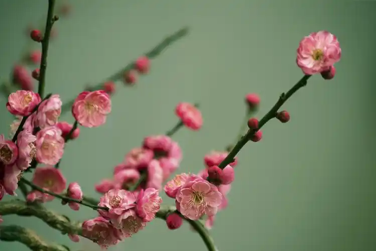 傲雪红梅冬之韵