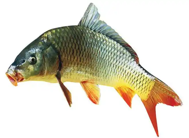 吃鲤鱼有什么好处