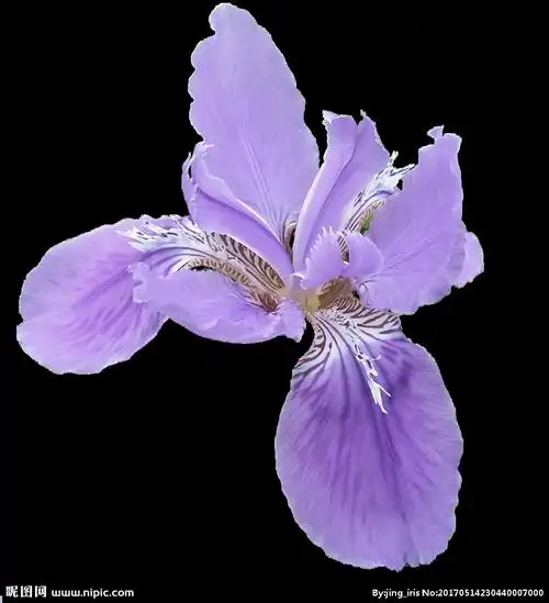 鸢尾花花朵透明素材设计图__花草_生物世界_设计图库_昵图网nipic.com