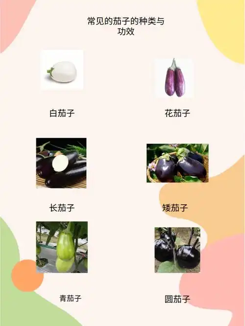 茄子种类与功效