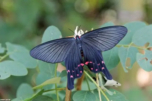 老山药业.doc【动物】榆凤蛾