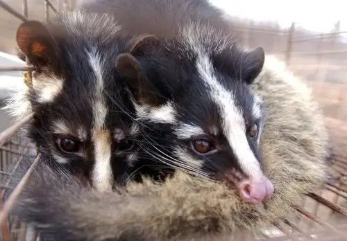 屏东2只白鼻心追汽车 遭村长带著村民打死送验