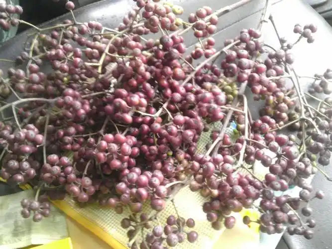 09 14:50  提问者采纳 五味子 百度有图片 五味子,俗称山花椒,秤砣子