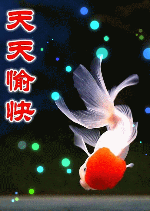 大年初三送你100条吉祥鱼祝你金鱼满堂年年有余