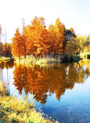 深秋如画(上海青西郊野公园秋色美景) - 美篇