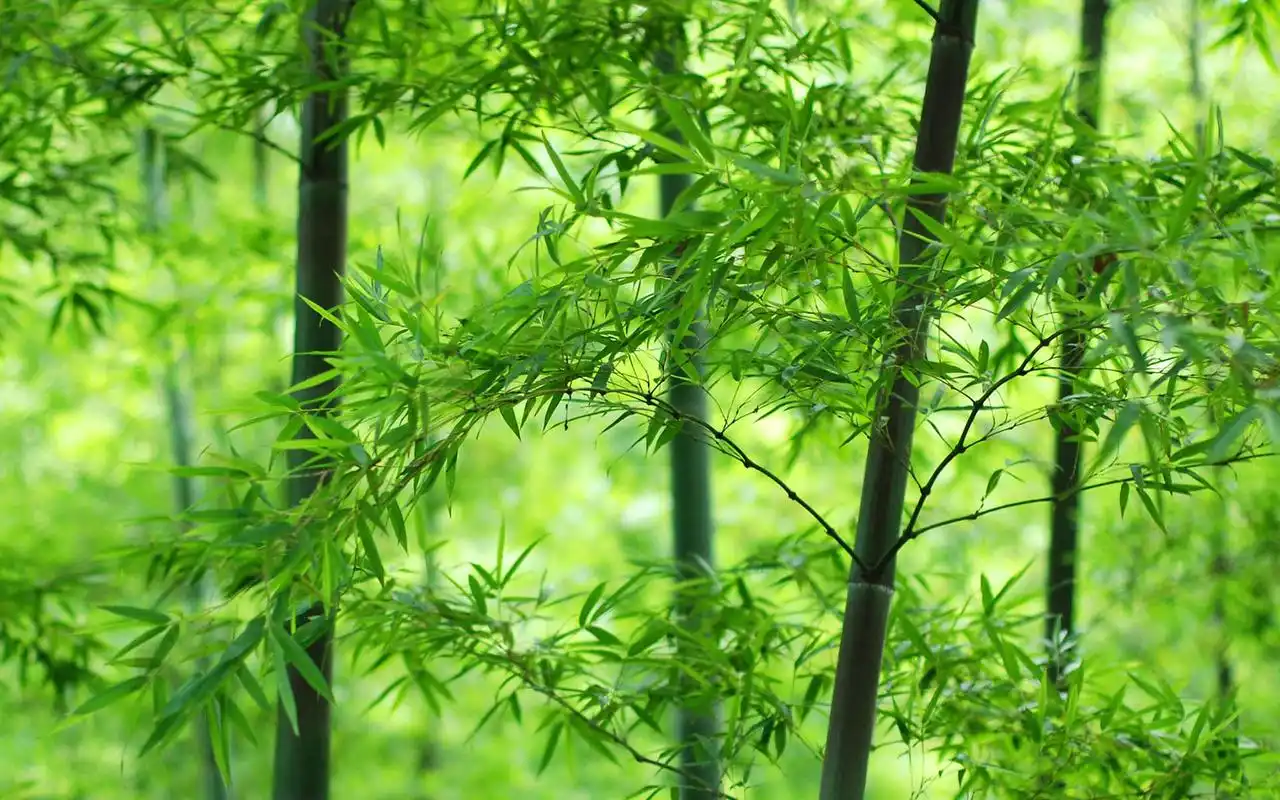 绿色护眼竹子清新图片桌面高清壁纸