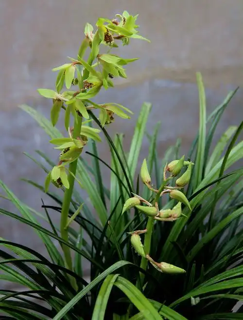 兰草花图片(兰草花图片简笔画)