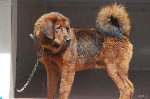 我家有獒初成长(红色公藏獒——红牛)